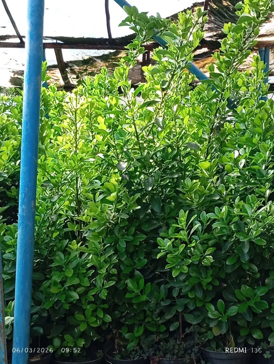 سبز درجه یک|گل و گیاه طبیعی|شاندیز, |دیوار