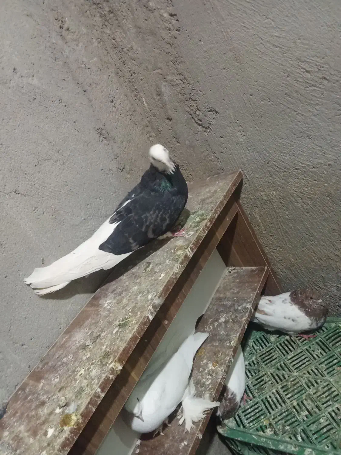 فروش کبوتر|پرنده|ایلخچی, |دیوار