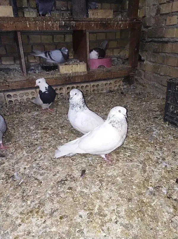 شیخ ابری|پرنده|بندر ماهشهر, |دیوار