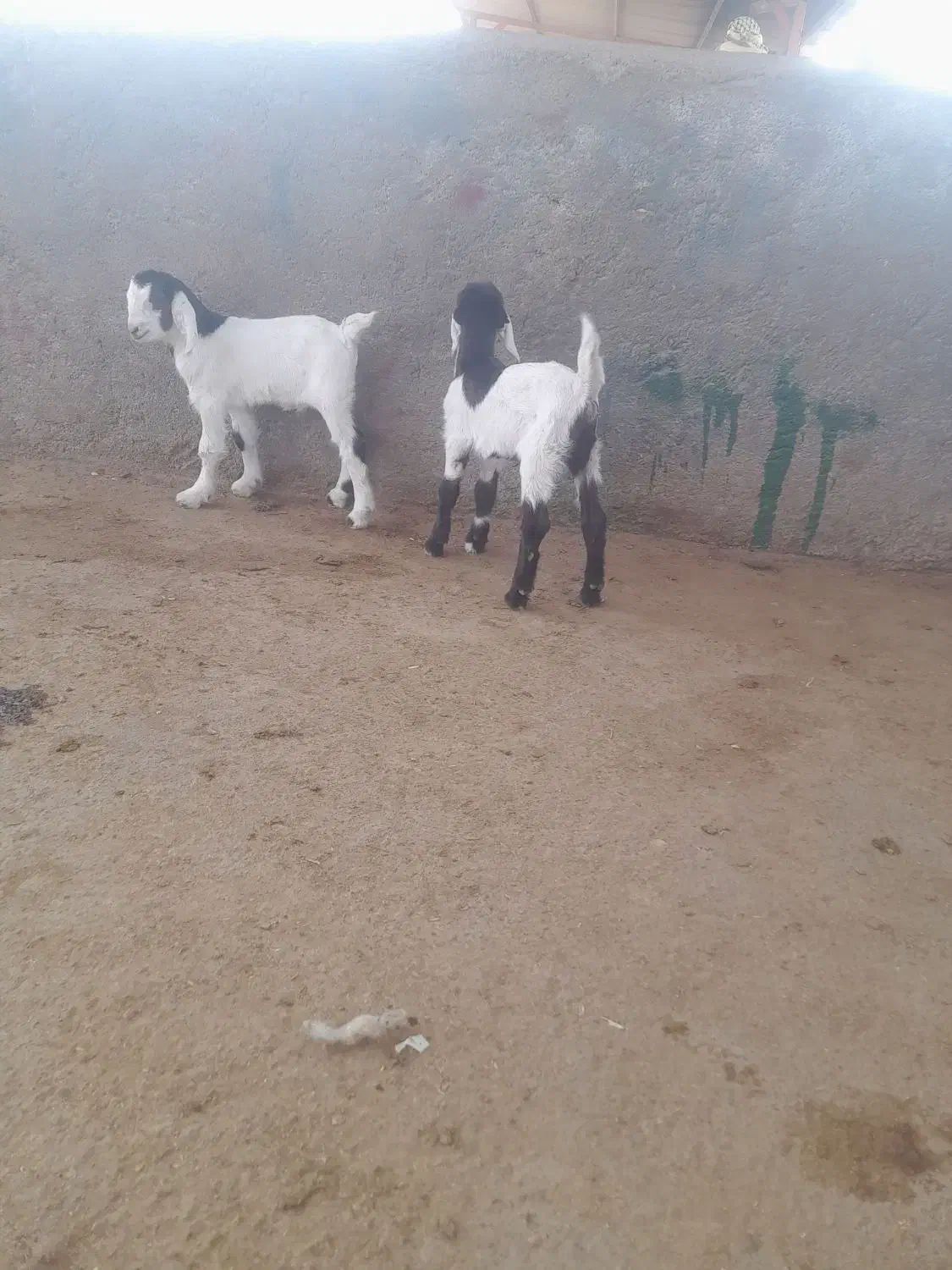 خرید فروش انواع بره شیری وبزغاله|حیوانات مزرعه|تربتحیدریه, باغ سلطانی|دیوار