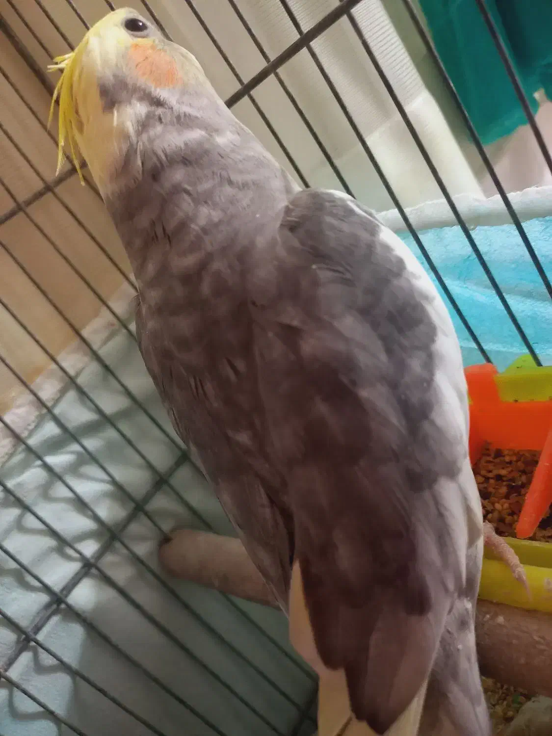 عروس زیبا|پرنده|قم, نخودی|دیوار