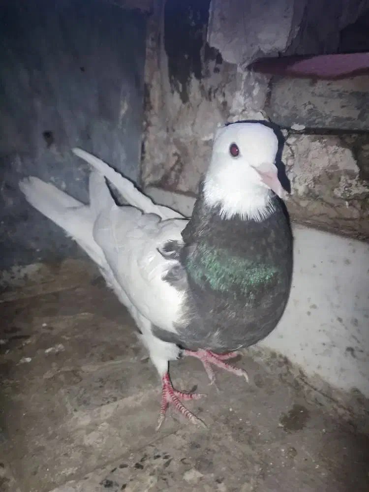 کبوتر طوقی اصل|پرنده|خوی, |دیوار