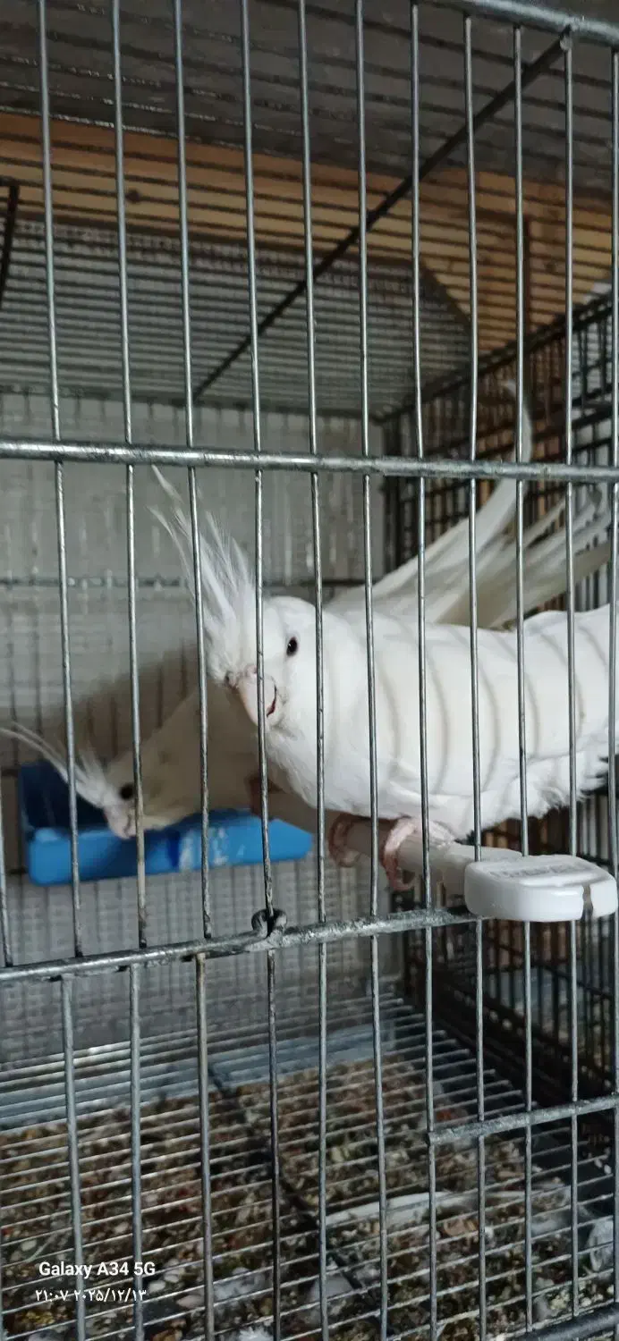 جفت عروس هلندی و کوتوله|پرنده|خمینیشهر, |دیوار