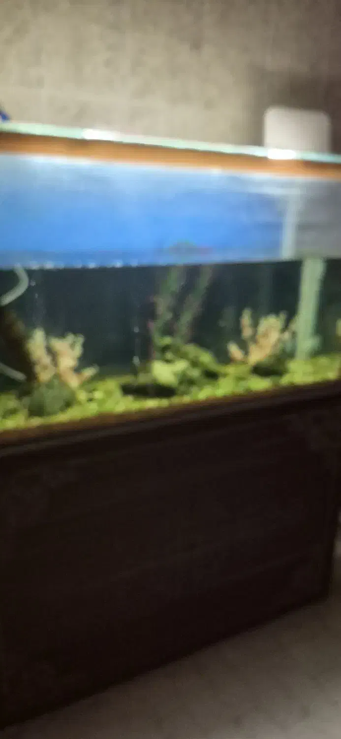 اکواریوم|ماهی|یزد, |دیوار