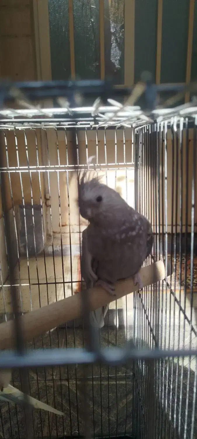 عروس هلندی|پرنده|قرچک, زیبا شهر|دیوار