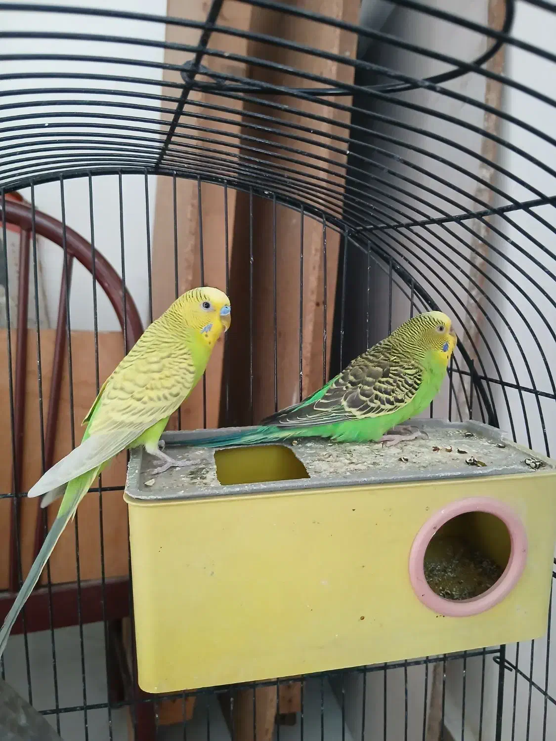 پرنده های خوب|پرنده|بومهن, |دیوار