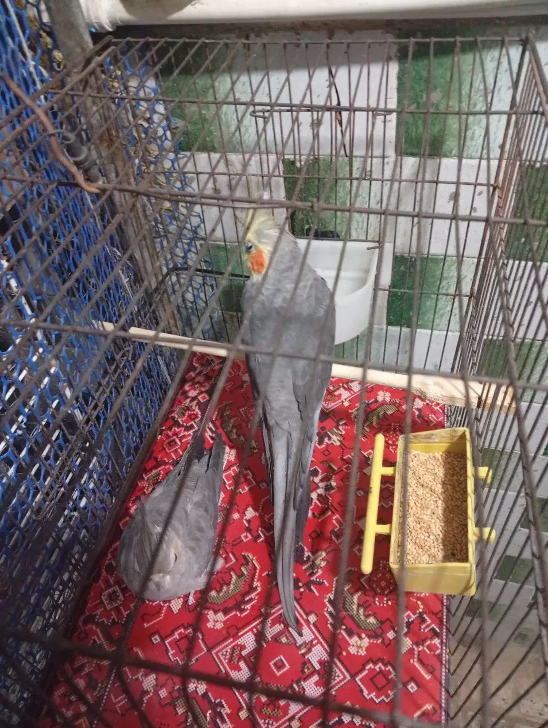 یک جفت عروس هلندی|پرنده|پاکدشت, پاکدشت (مامازند)|دیوار