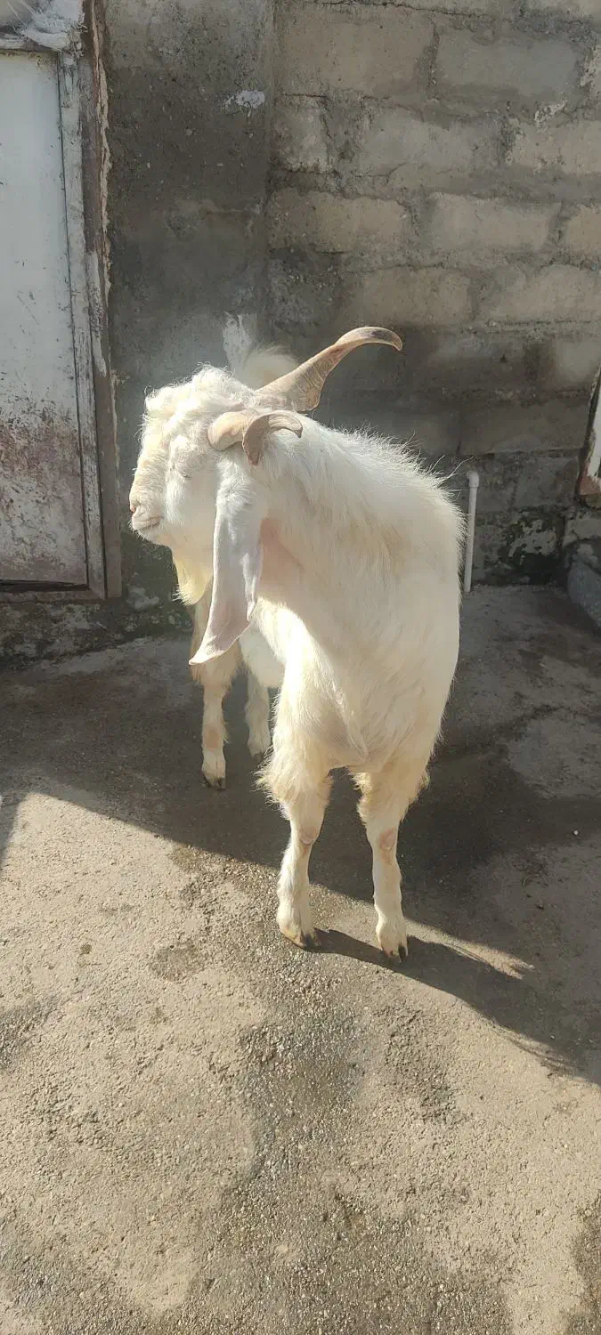 بز نر گلابی|حیوانات مزرعه|بیستون, |دیوار