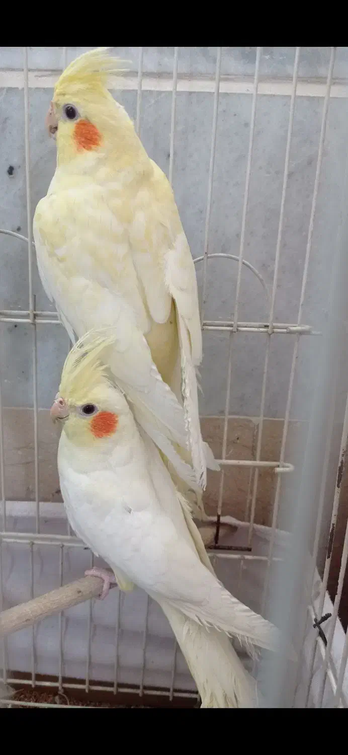 عروس هلندی مولدو لوتینو|پرنده|کرج, استاندارد|دیوار