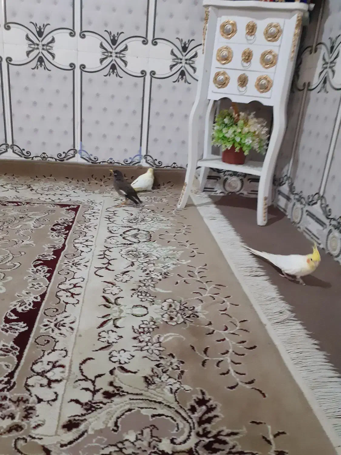 مینا|پرنده|ایرانشهر, |دیوار