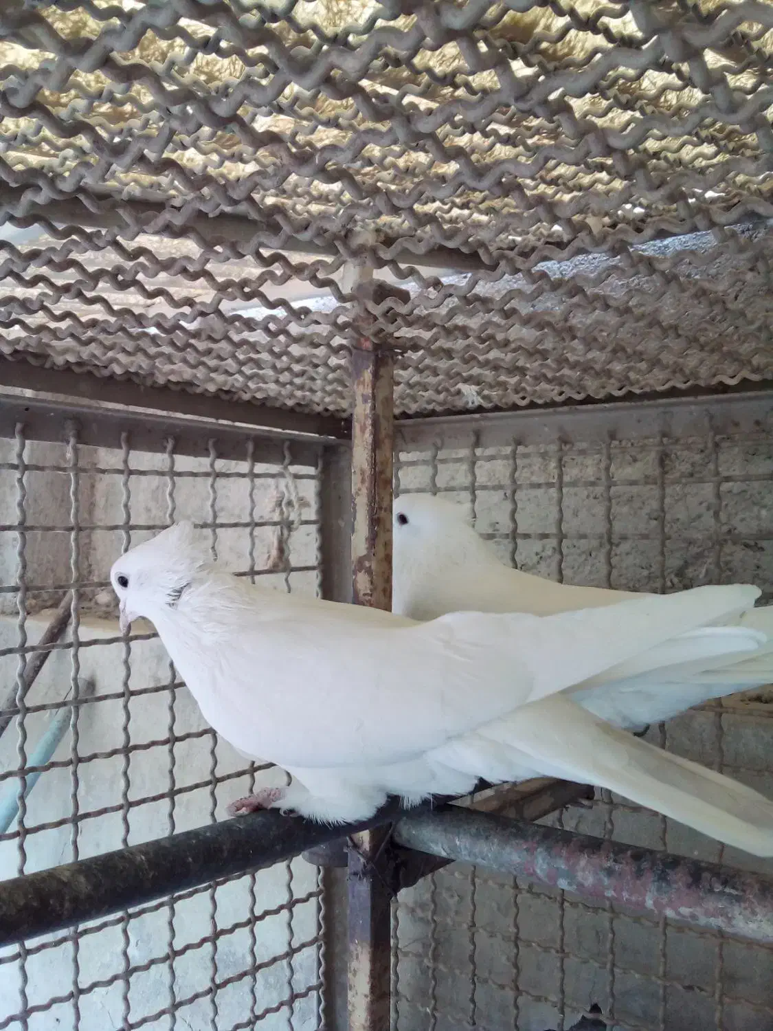 کبوتر پرشی سفید کاکلی .سرخ .قرمزی کاکلی|پرنده|کرج, فاز ۲ مهرشهر|دیوار