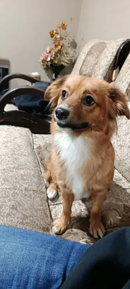 واگذاری شیتزو پامر|سگ|تهران, آبشار تهران (دریاچه)|دیوار