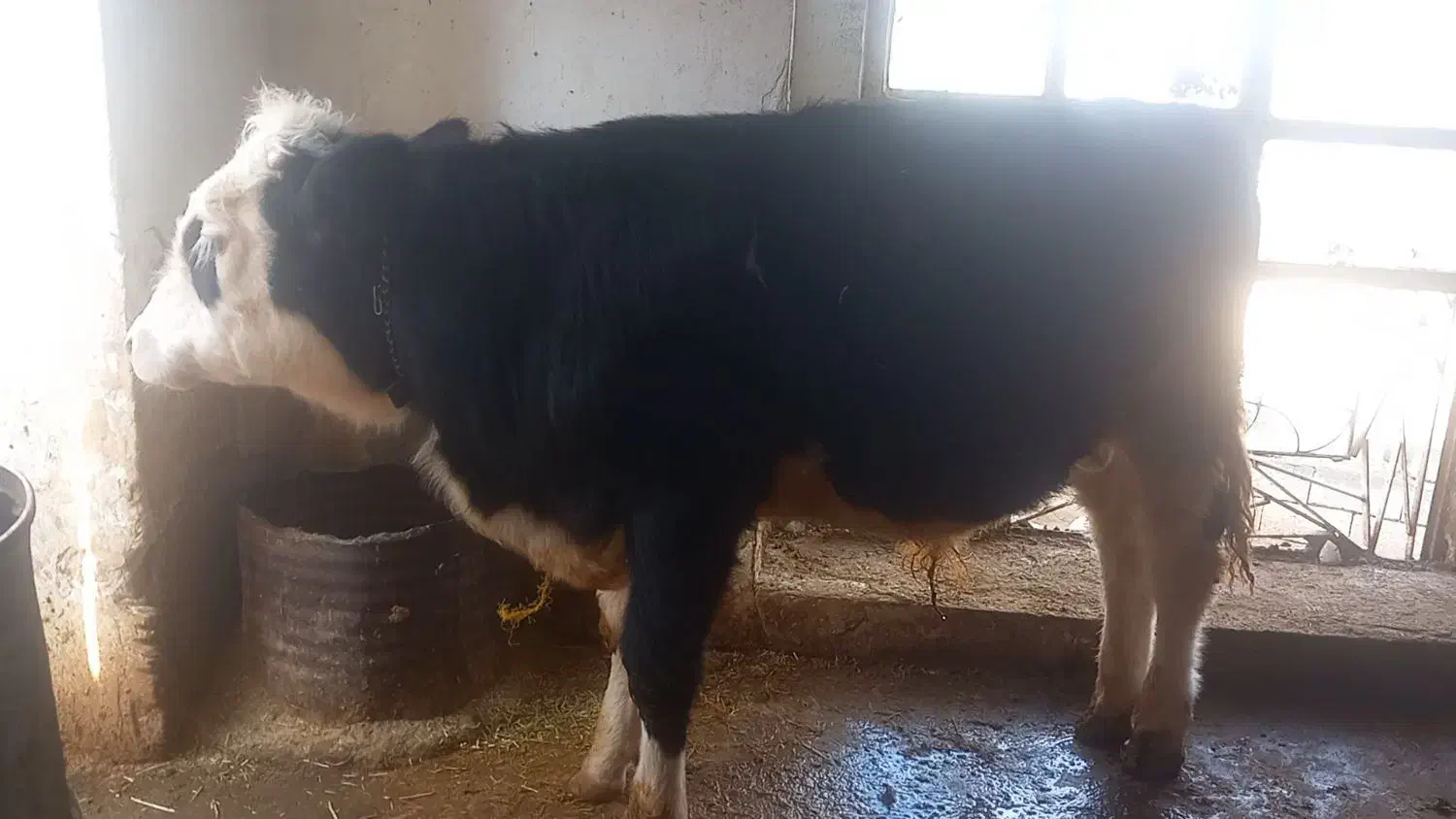 گوساله سیمینتال ۹ ماهه ۲۶۰ کیلو|حیوانات مزرعه|ویسیان, |دیوار