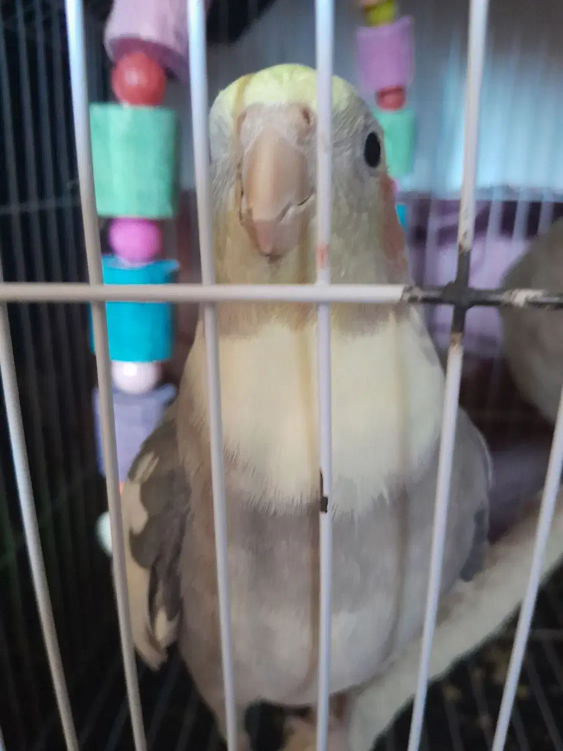 عروس هلندی سخنگو|پرنده|بشاریات, |دیوار