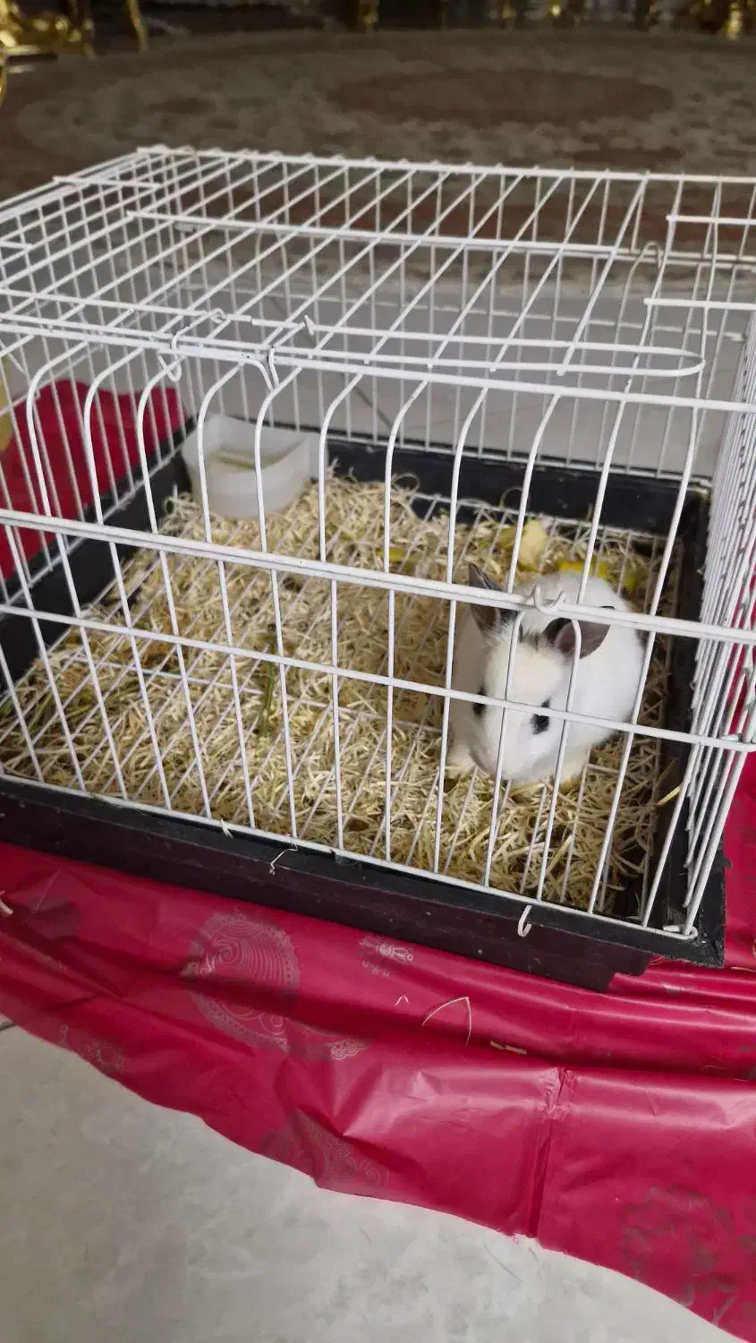 قفس|موش و خرگوش|تبریز, |دیوار