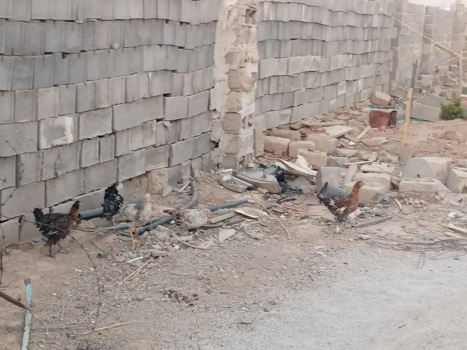 باریک وخروس محلی|حیوانات مزرعه|دهدشت, |دیوار