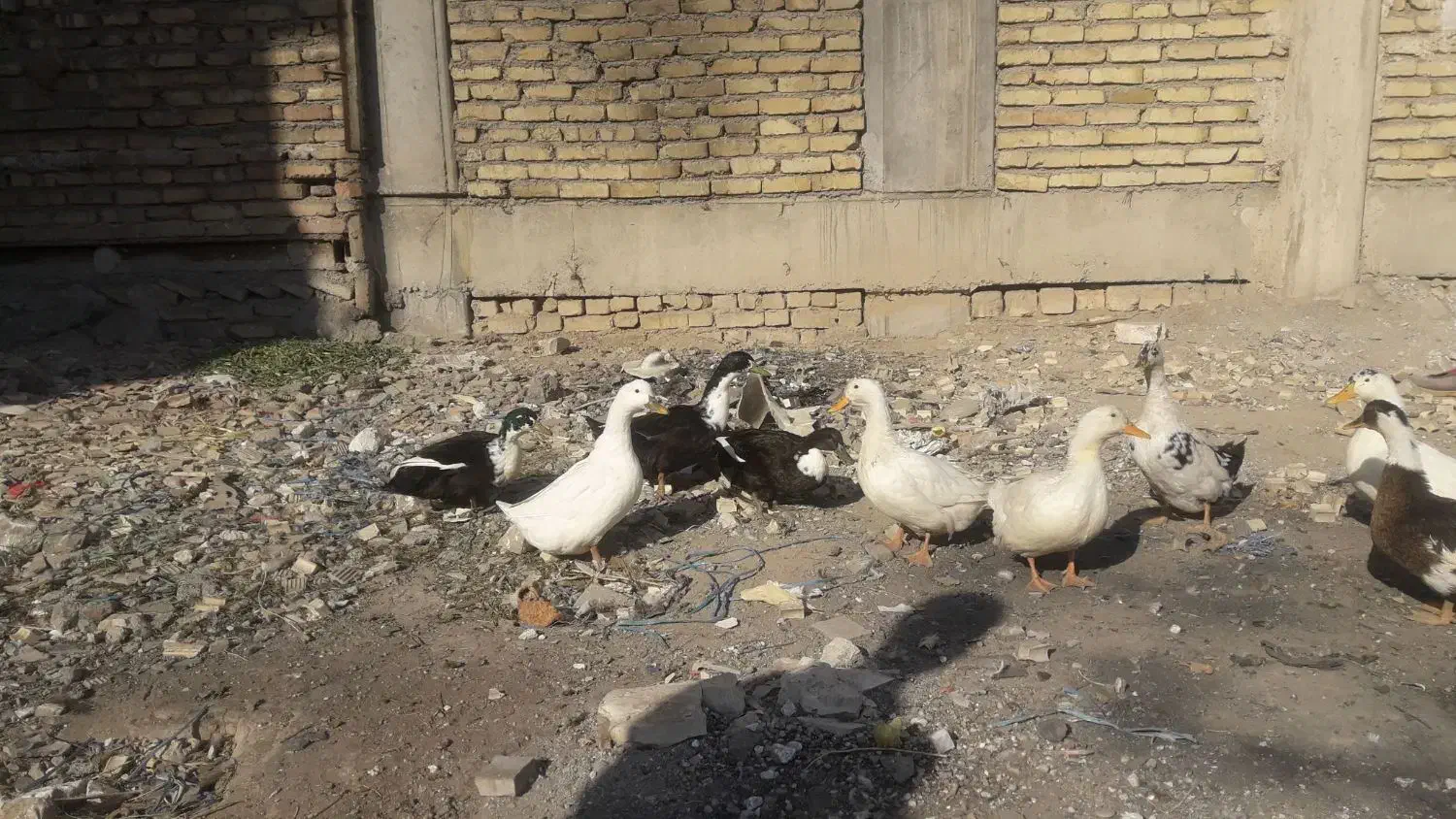 اردک محلی بالغ|حیوانات مزرعه|رباطکریم, رباطکریم|دیوار