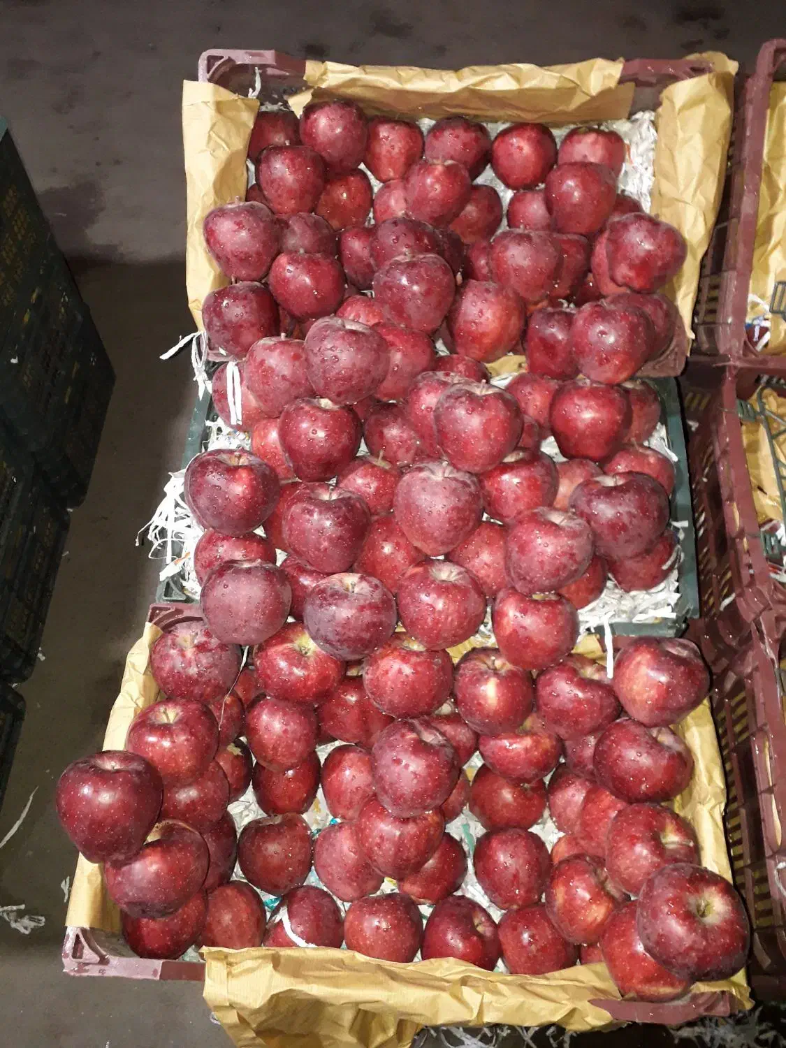 حق العمل کاری میدان مرکزی تره بار تهران|عمده‌فروشی|تهران, میدان میوه و تره‌بار مرکزی|دیوار