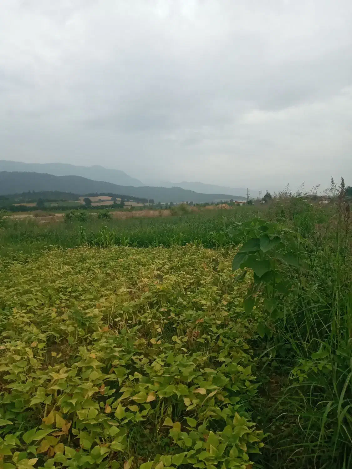 فروش زمین کشاورزی|فروش زمین و ملک کلنگی|خان ببین, |دیوار