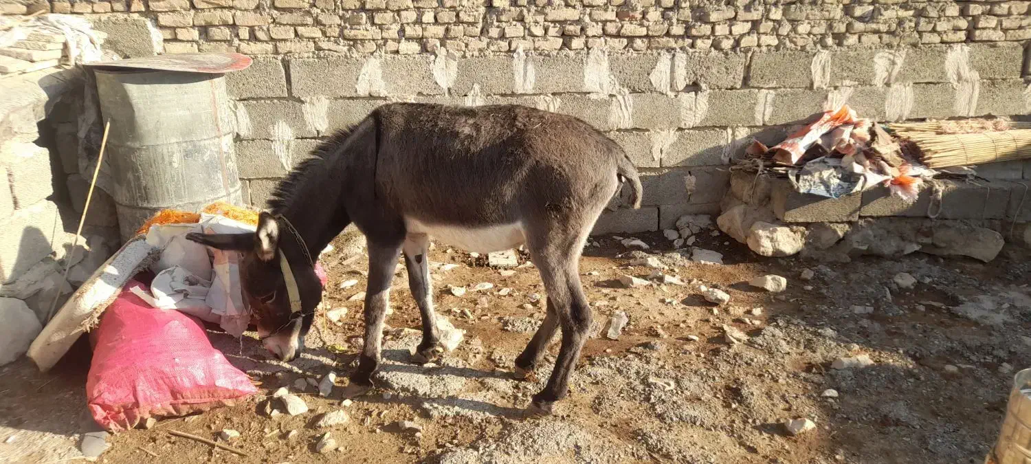 الاغ|حیوانات مزرعه|چوار, |دیوار