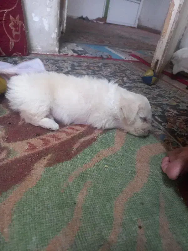 واگذاری|سگ|یزد, |دیوار