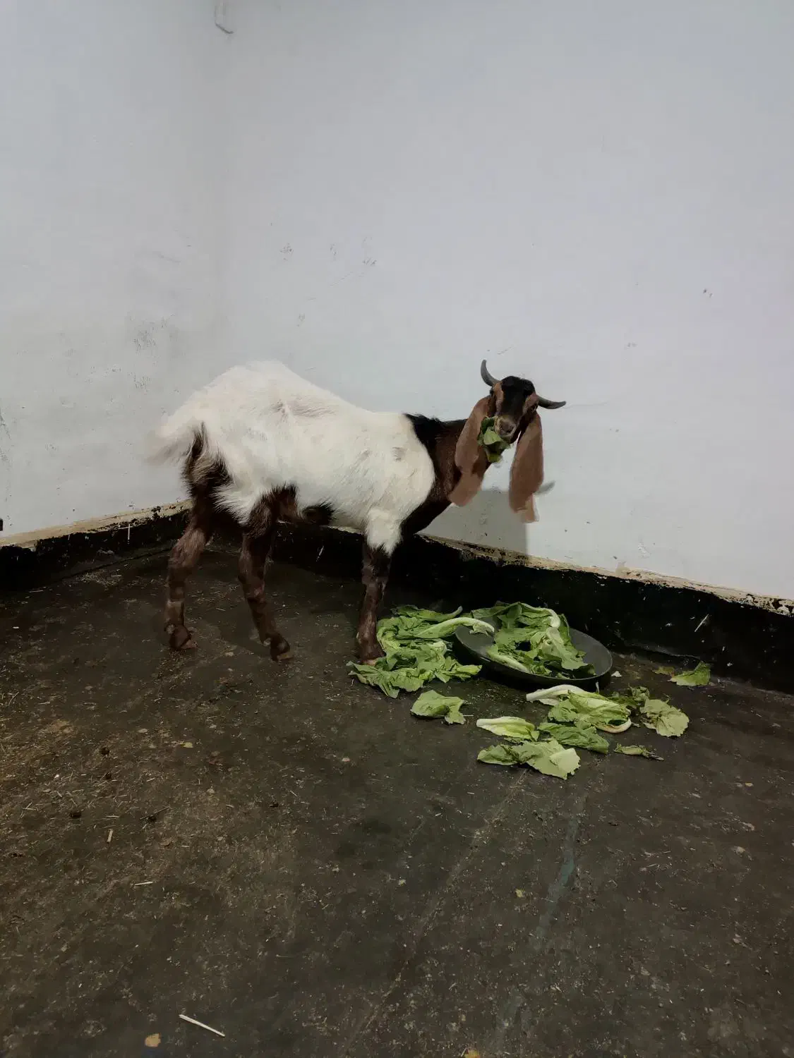 بز پاکستانی|حیوانات مزرعه|مهاباد (آذربایجان غربی), |دیوار