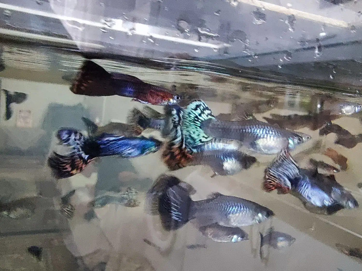 ماهی گوپی مولد نژاد اصلاحی تایگر و بلک|ماهی|مشهد, بهارستان|دیوار