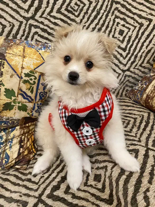 جفت نرو ماده پامر|سگ|کرج, گلشهر|دیوار