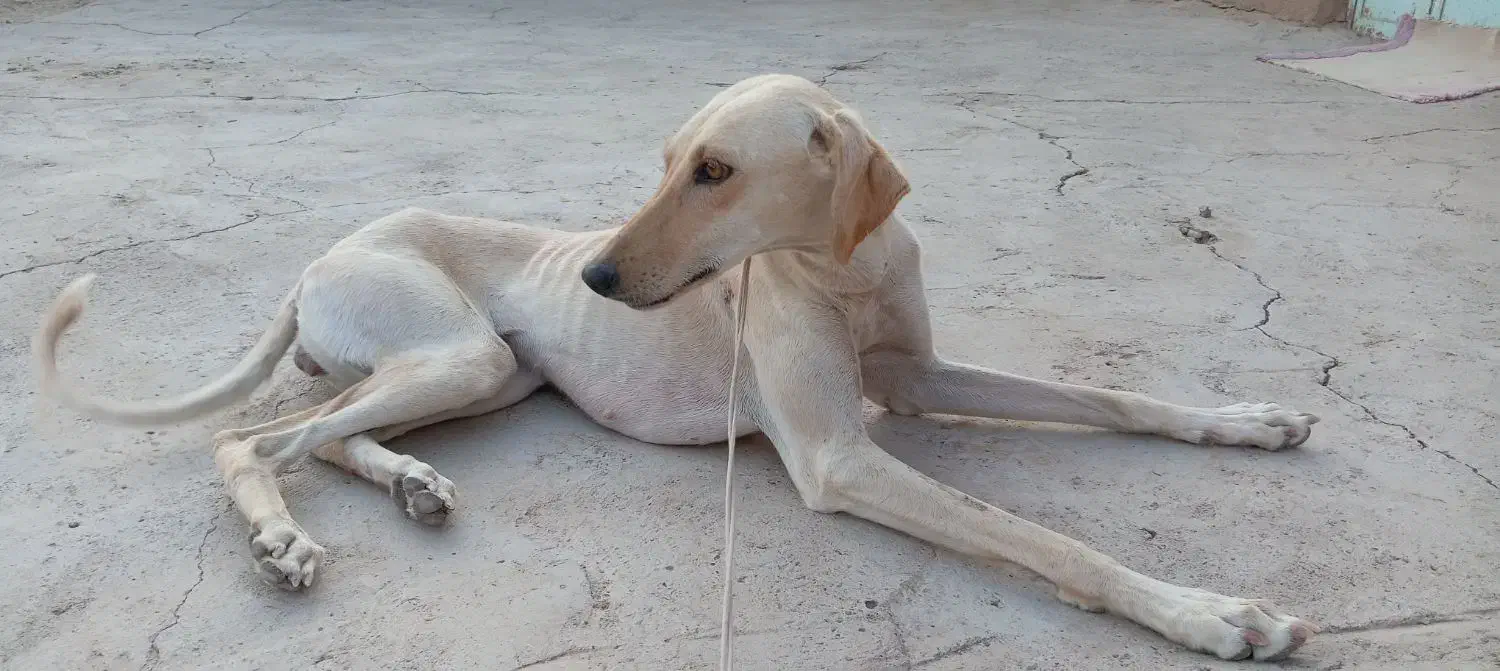 سگ تازی شکاری|سگ|جرقویه, |دیوار