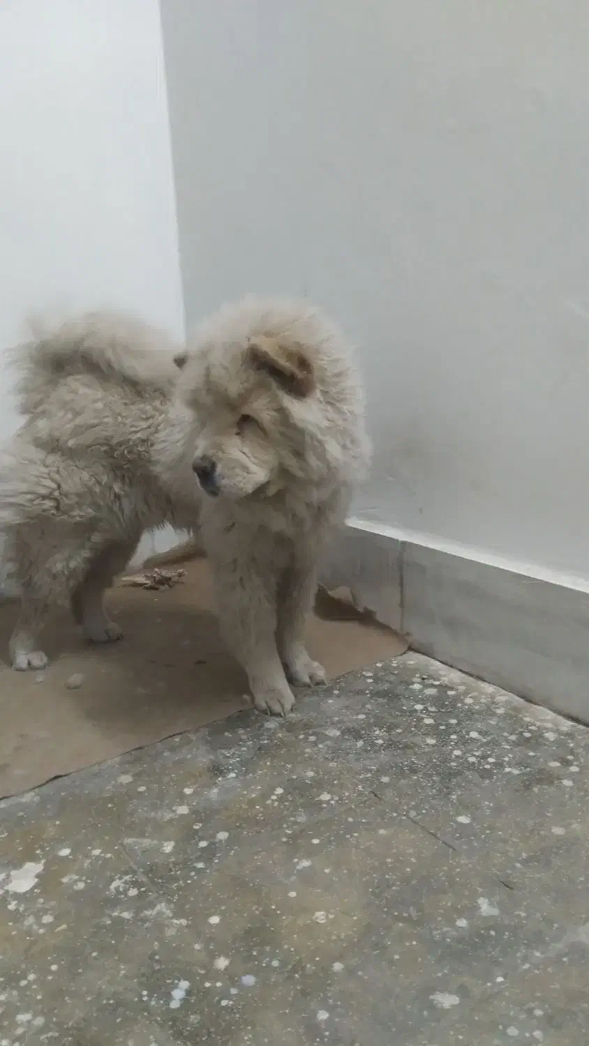 چاو چاو|سگ|جیرفت, |دیوار