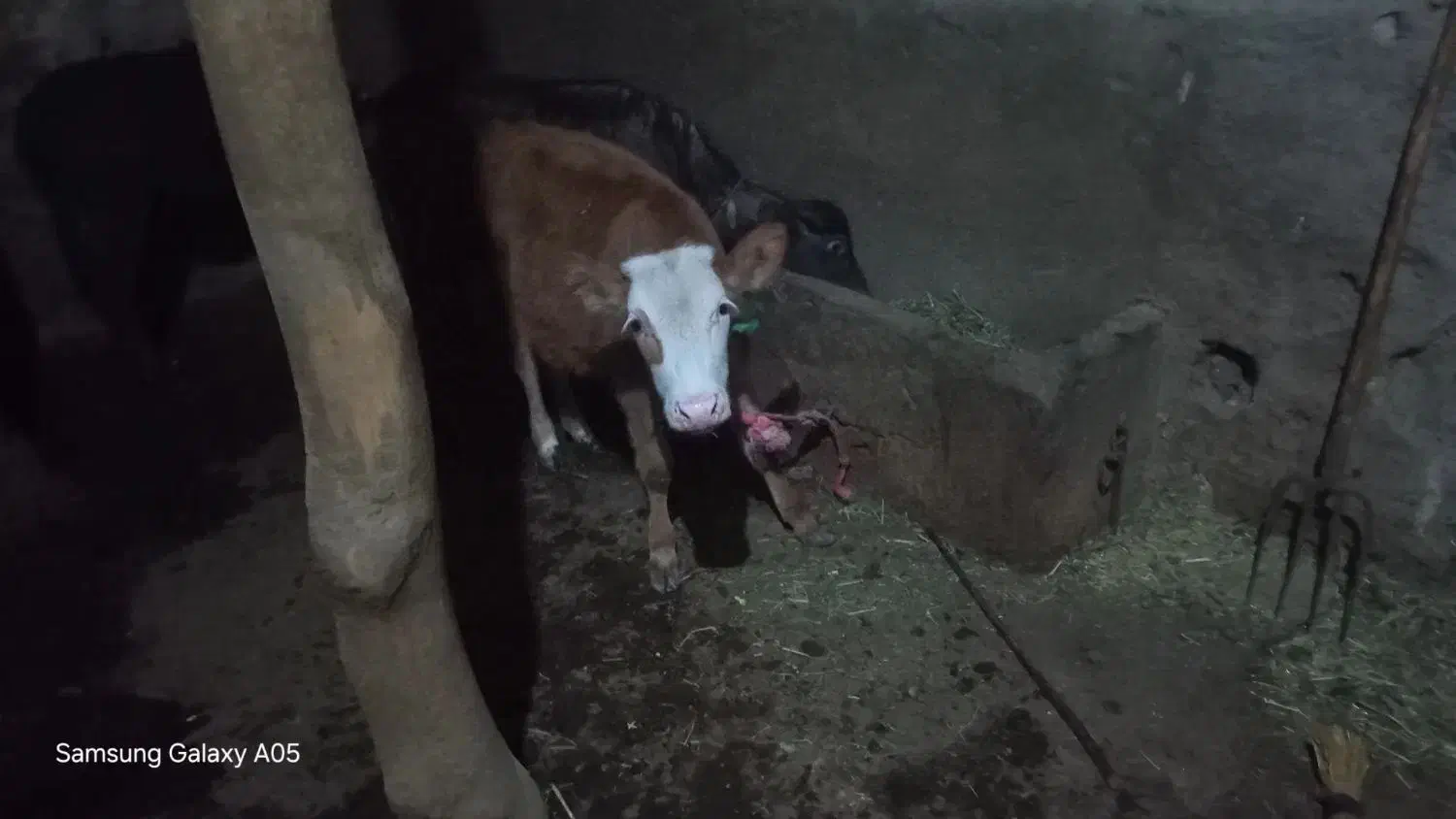 گاو|حیوانات مزرعه|مهربان, |دیوار