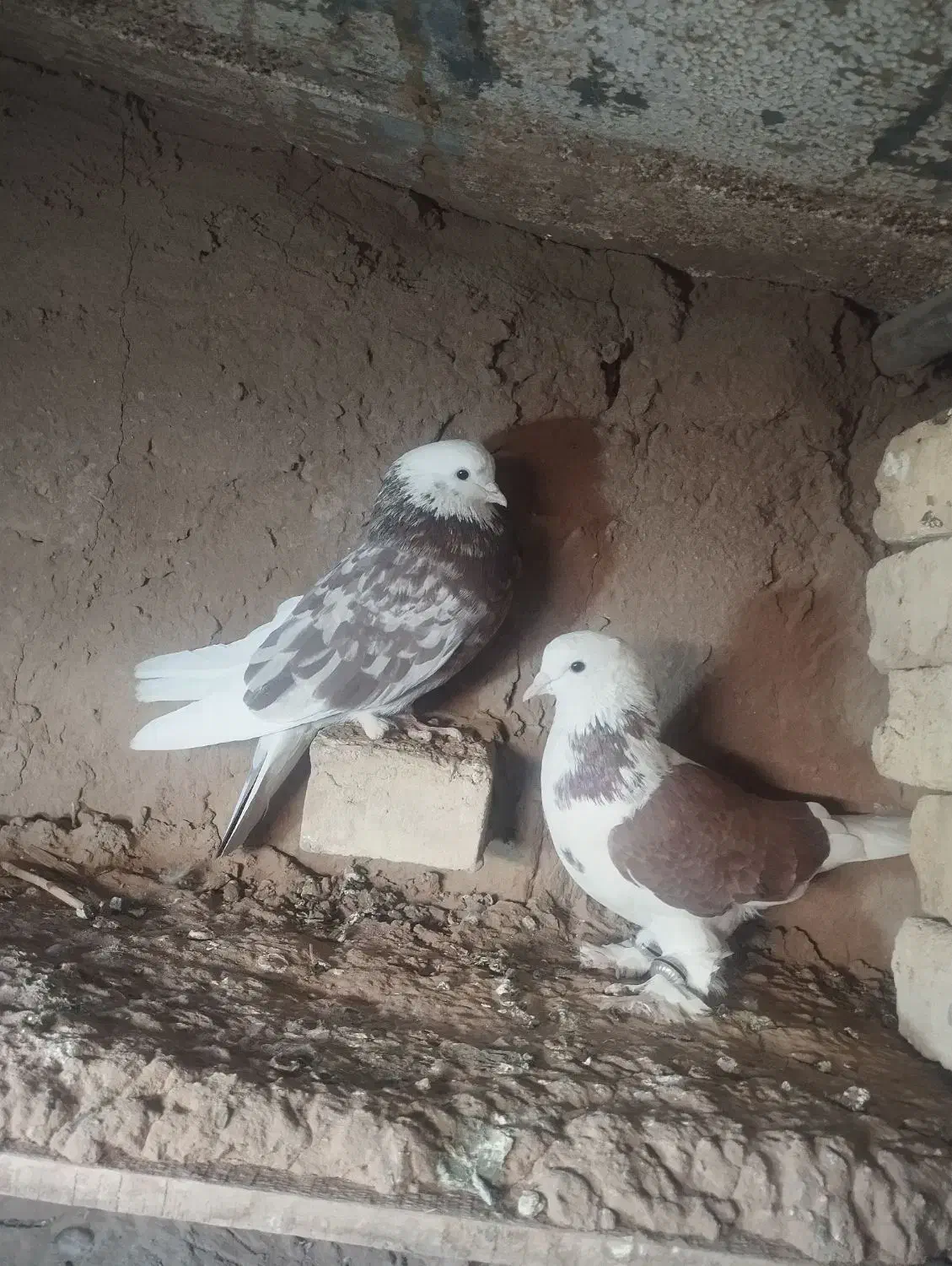تله تور کبوتر با یه جفت کبوتر به فروش میرسد|پرنده|تهران, مسعودیه|دیوار