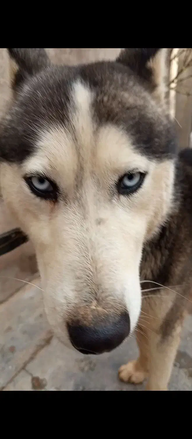 سگ.|سگ|مشهد, ثامن|دیوار