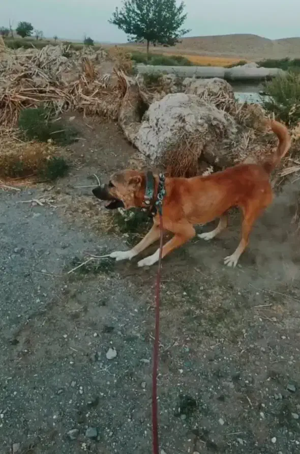 واگذاری سگ|سگ|میان ولایت, |دیوار