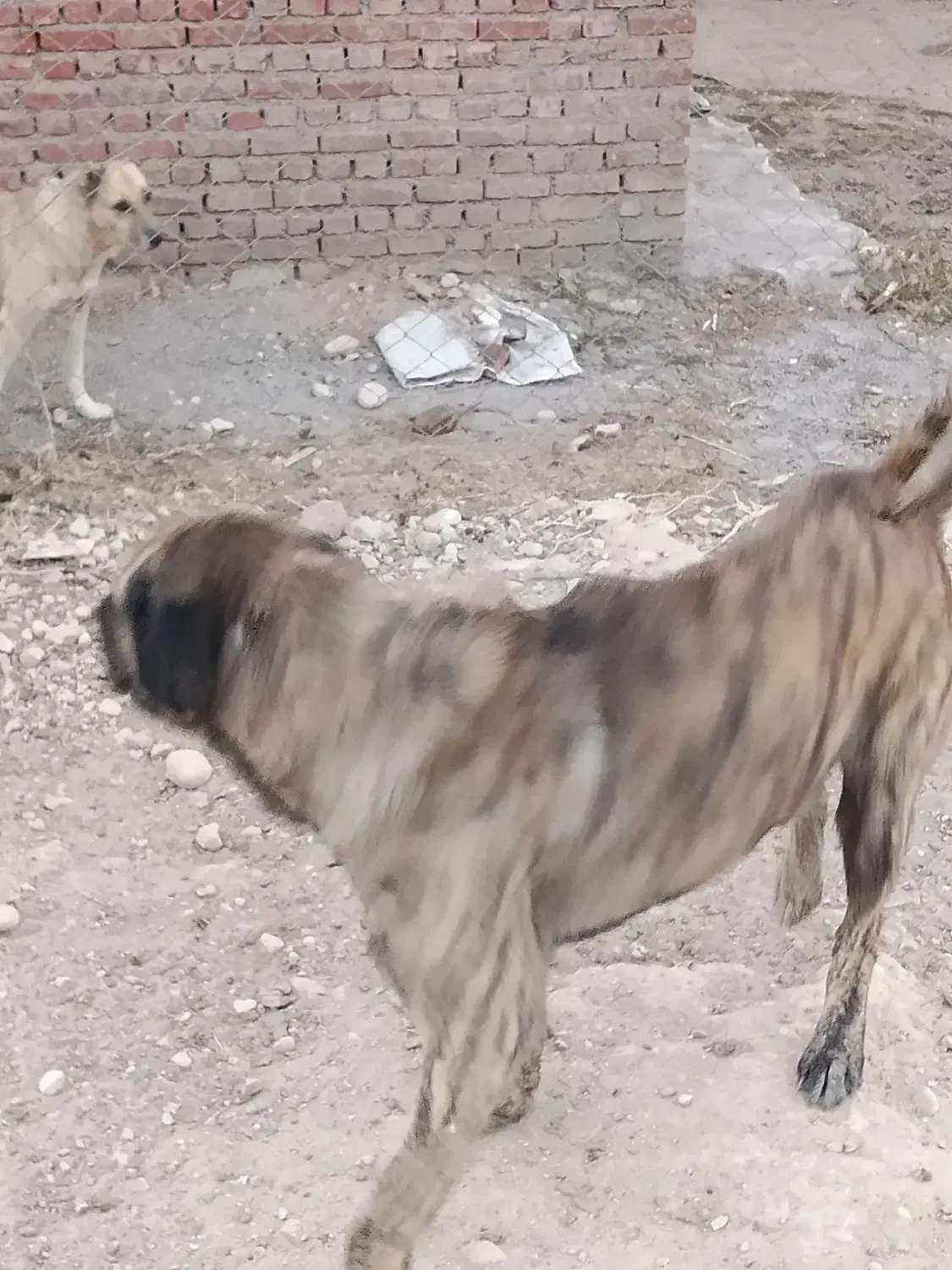 سگ عراقی|سگ|مراغه, |دیوار