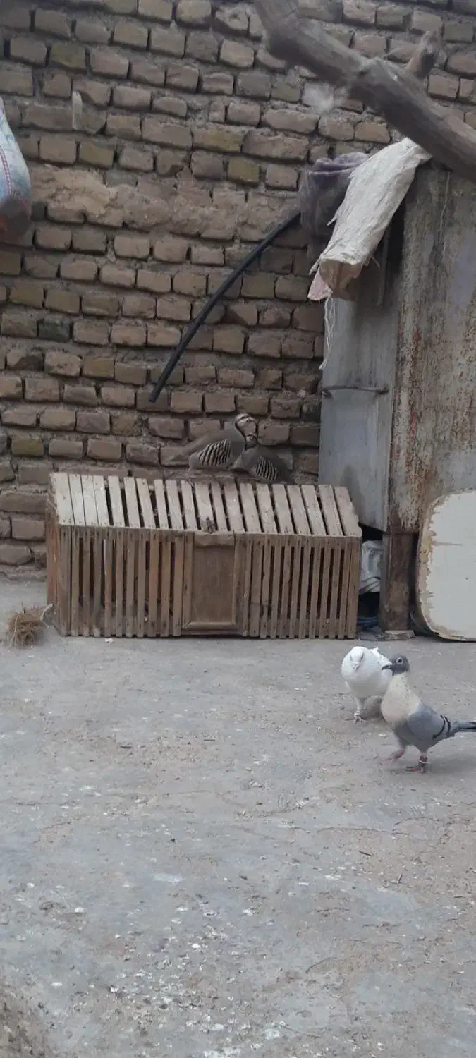 قفس چوپی با عشق|لوازم جانبی حیوانات|تربت جام, شیخ احمد جامی|دیوار