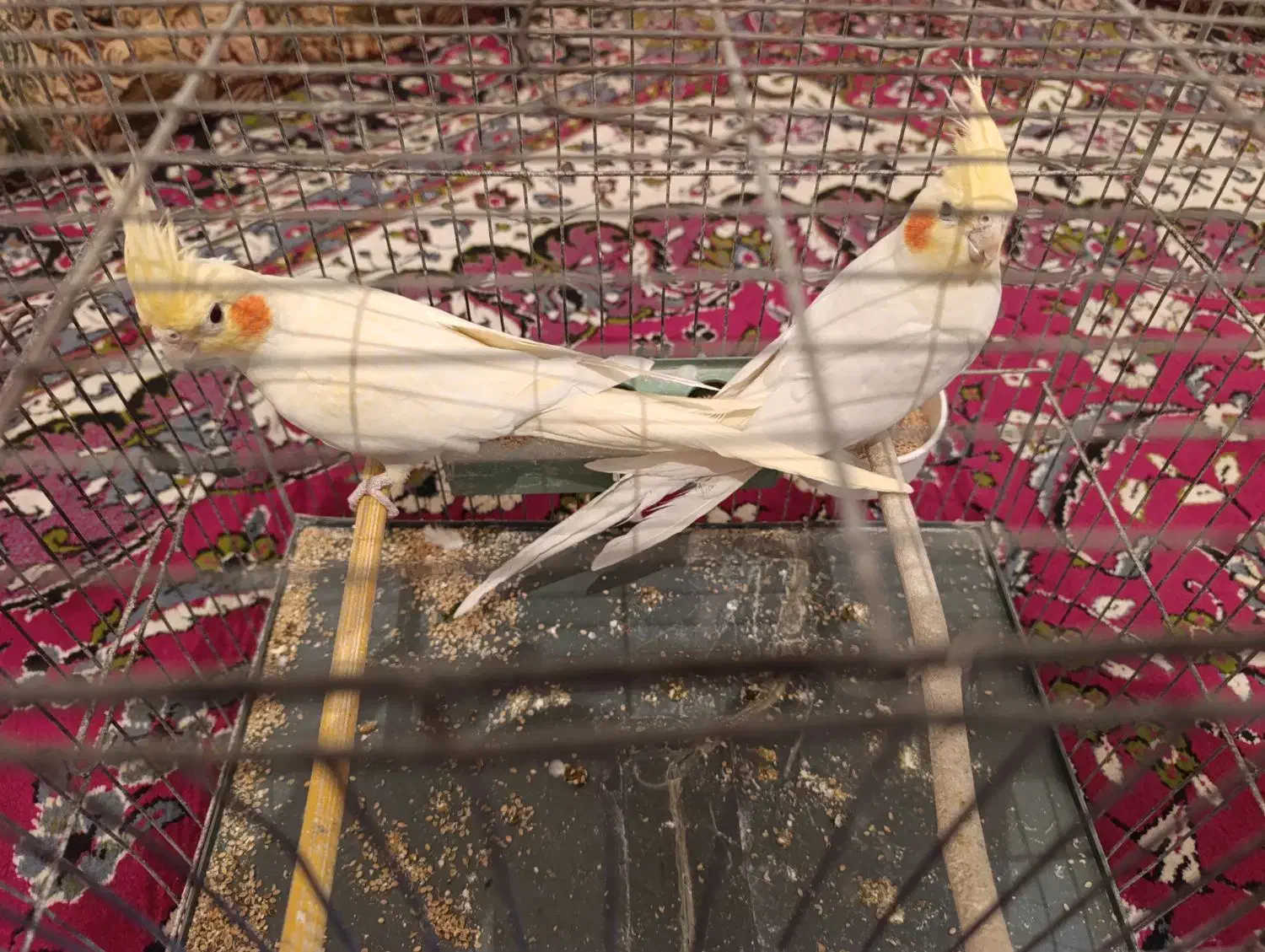 دو عدد عروس هلندی جوان لوتینو اصل|پرنده|یاسوج, |دیوار