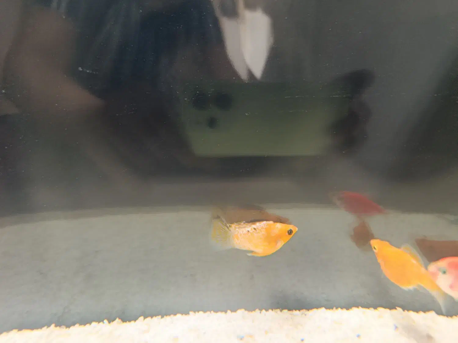 ماهی مولی بالن|ماهی|مرودشت, کناره|دیوار