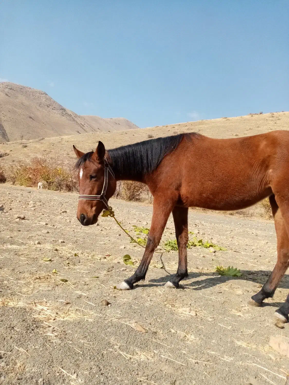 اسب ترکمن|اسب و تجهیزات اسب‌سواری|سنندج, |دیوار