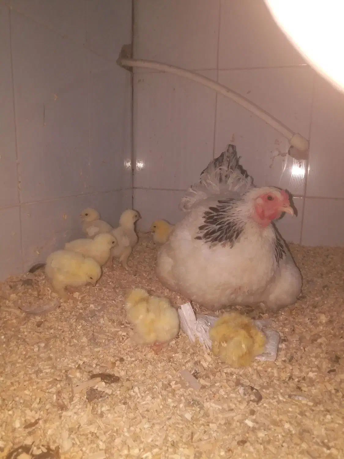 خروس و جوجه برهما|حیوانات مزرعه|خوی, |دیوار