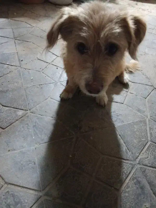 سگ شیتزو|سگ|بجنورد, |دیوار