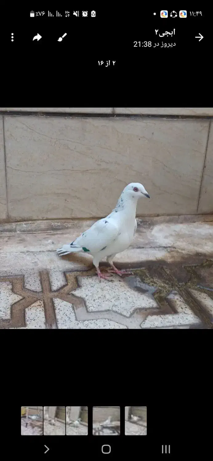 کبوترخال دارالمانی|پرنده|اقبالیه, |دیوار