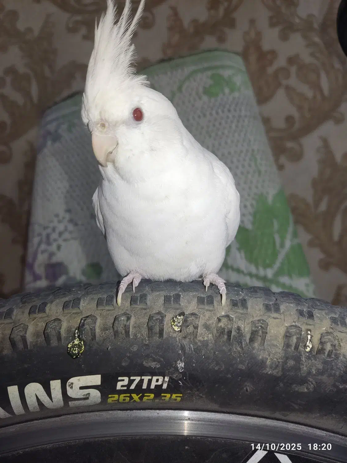 عروس هلندی نر آلبینو|پرنده|اهواز, سپیدار|دیوار