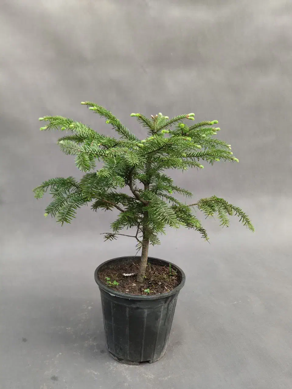 کاج کره‌ای (آبیس) ۸۰ درصد تخفیف|گل و گیاه طبیعی|تهران, صادقیه|دیوار