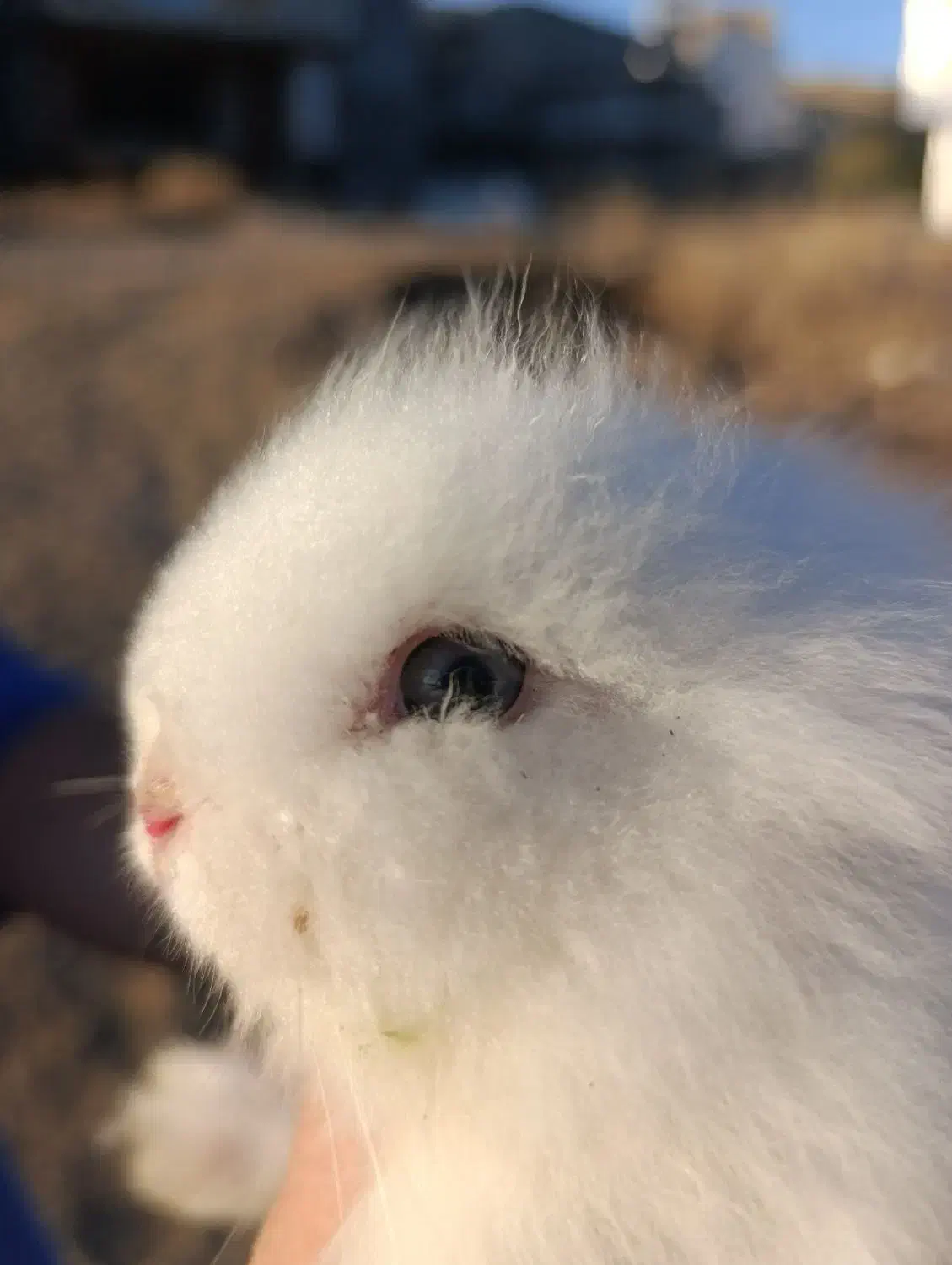 خرگوش|موش و خرگوش|جوانرود, |دیوار