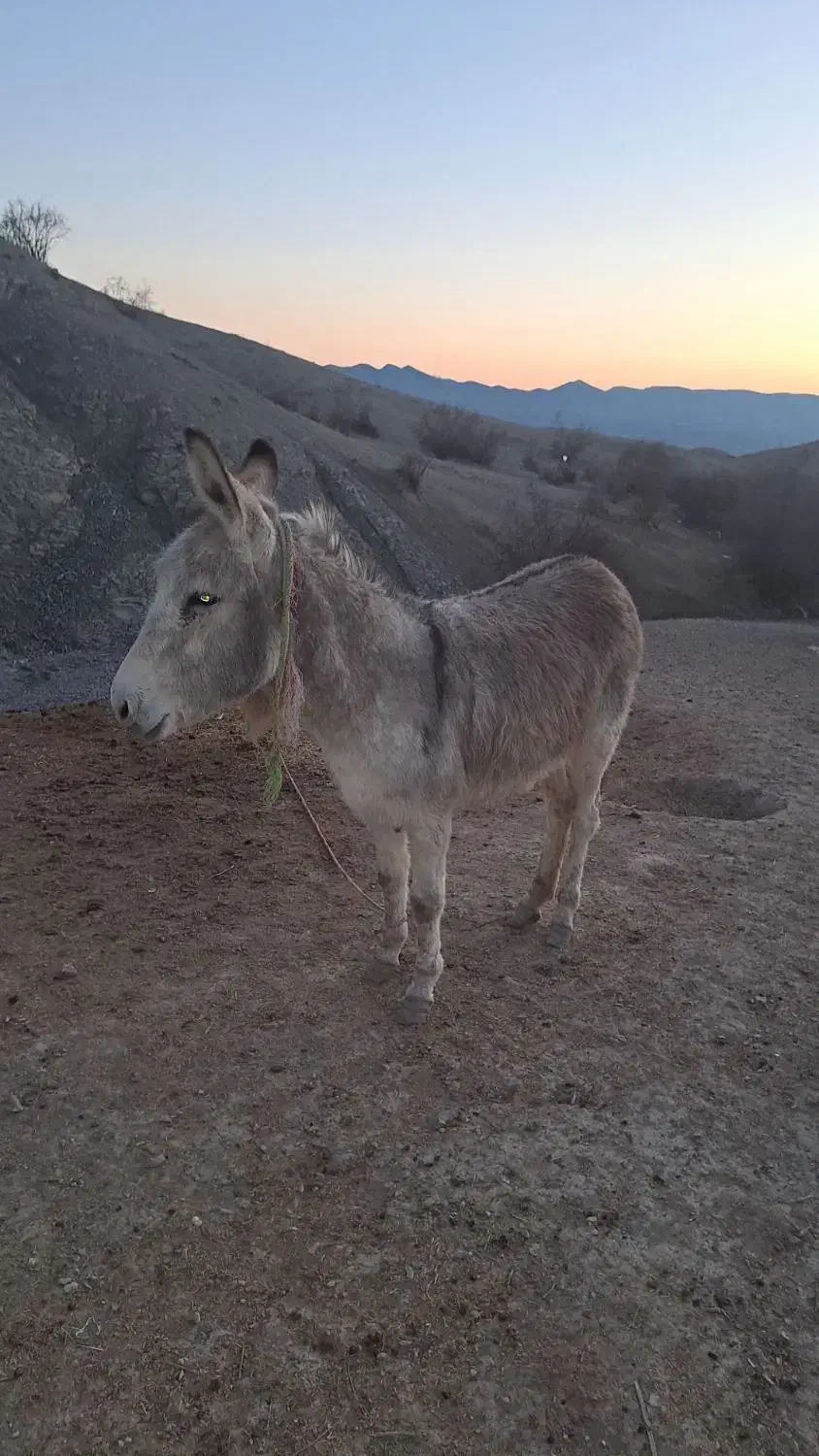 الا|حیوانات مزرعه|مانه, |دیوار