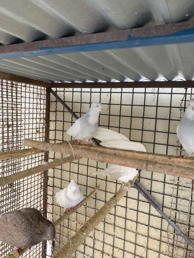 کبوتر طوقی آبی|پرنده|رودهن, |دیوار