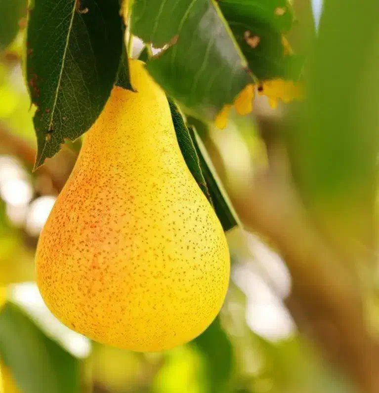 تولید نهال گلابی بیروتی|خدمات باغبانی و درختکاری|دره شهر, |دیوار