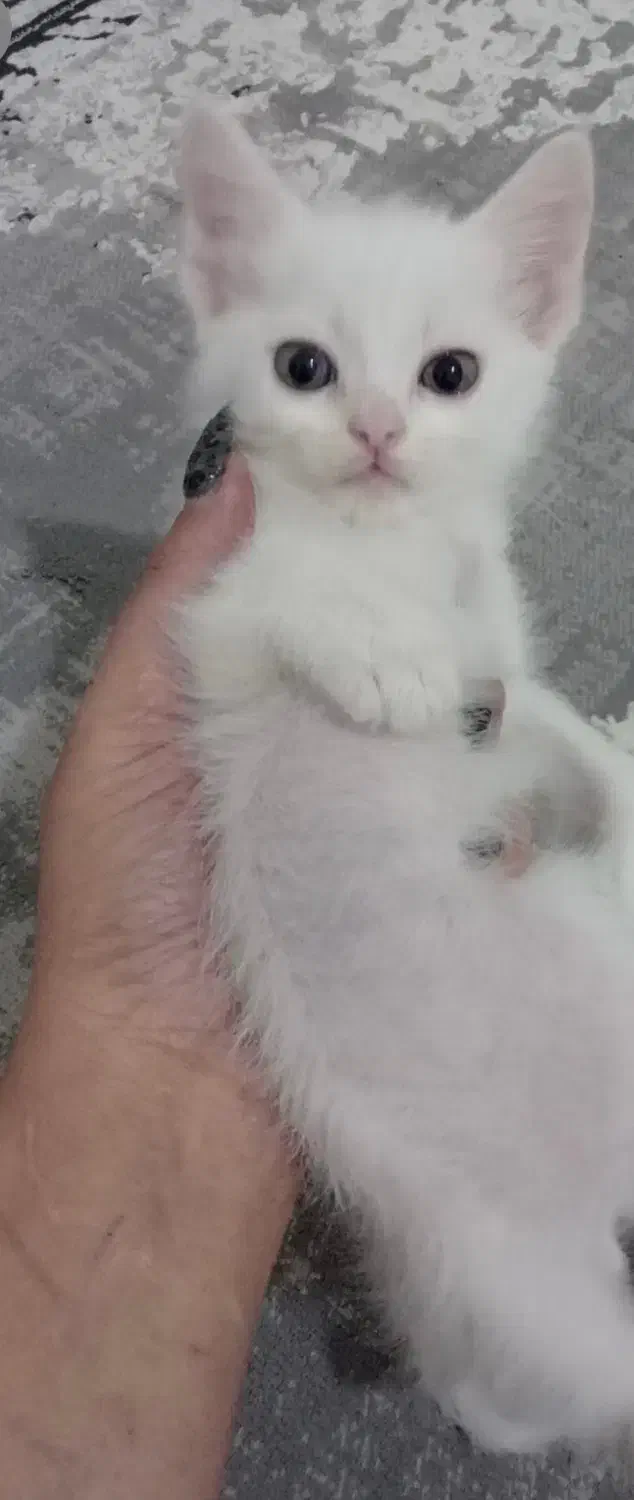 گربه پرشین نر|گربه|شاهرود, |دیوار