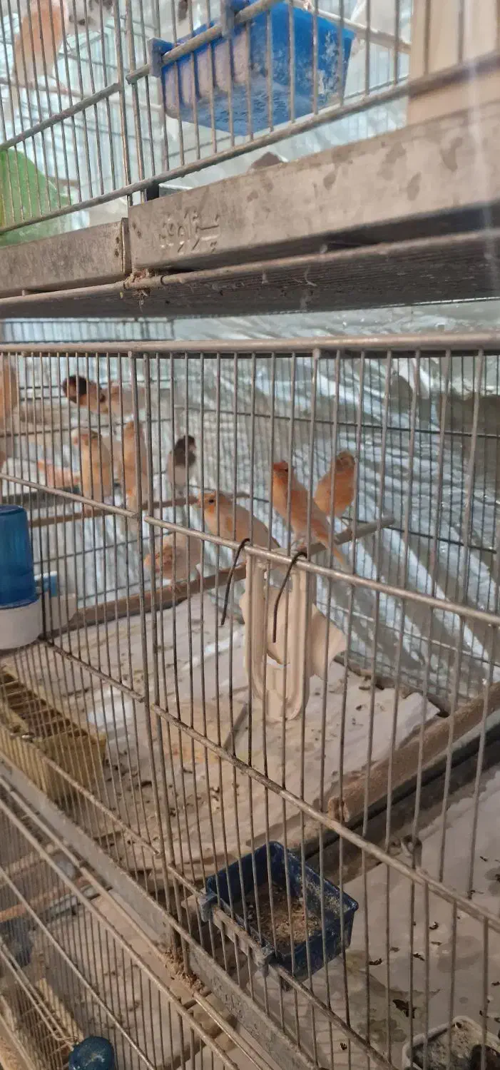 ۵۰تا قناری|پرنده|قم, در بهشت|دیوار